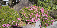 庭の花風景