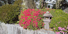 庭の花風景