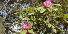 庭の花風景